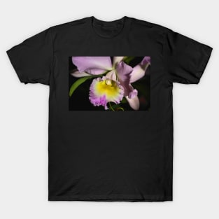 Cattleya Orchid in Closeup T-Shirt